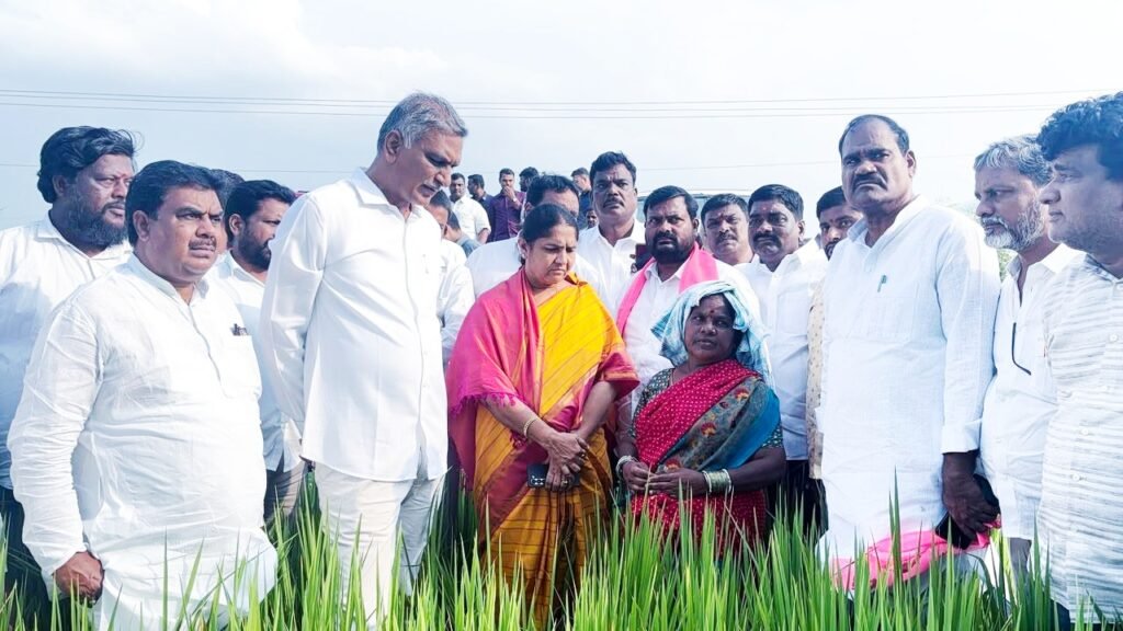 ఎండిన పంటను చూసి చలించిన హరీష్ రావు
